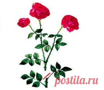 Летняя обрезка роз: как продлить период цветения и заставить розы зацвести повторно
