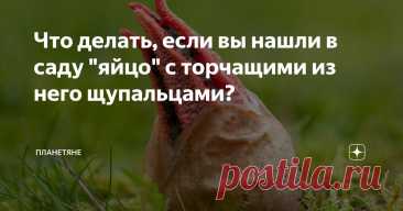 Что делать, если вы нашли в саду "яйцо" с торчащими из него щупальцами? Статья автора «Планетяне» в Дзене ✍: В детстве я запоем читал научную фантастику, а позже, с появлением у нас в стране голливудских фильмов и с упоением смотрел достижения мирового кинематографа в...