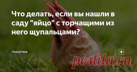 Что делать, если вы нашли в саду "яйцо" с торчащими из него щупальцами? Статья автора «Планетяне» в Дзене ✍: В детстве я запоем читал научную фантастику, а позже, с появлением у нас в стране голливудских фильмов и с упоением смотрел достижения мирового кинематографа в...