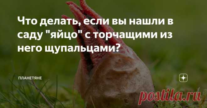 Что делать, если вы нашли в саду 