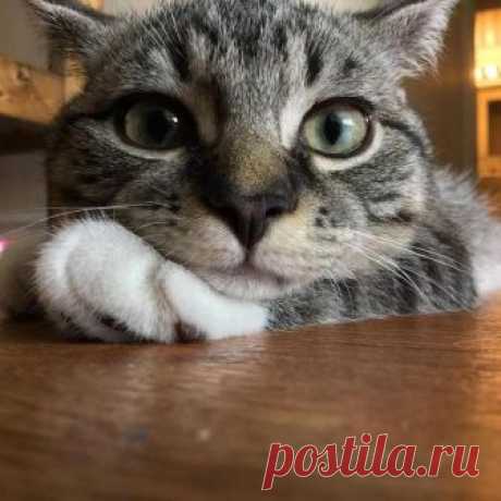 Уморительные кошки, которые сразу превратят всех собачников в кошатников Большинство людей делят себя на кошатников и собачников. Лично мы твёрдо уверены, что и те, и другие просто изумительны! Собаки будут играть с вами и радоваться вам каждый раз, когда вы будете возвращ...