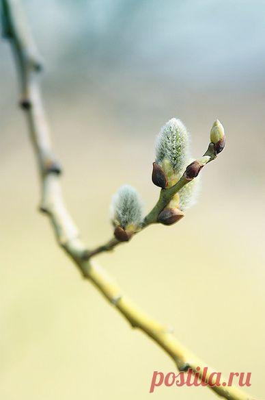 Найдено на сайте pasteldelight11.tumblr.com.