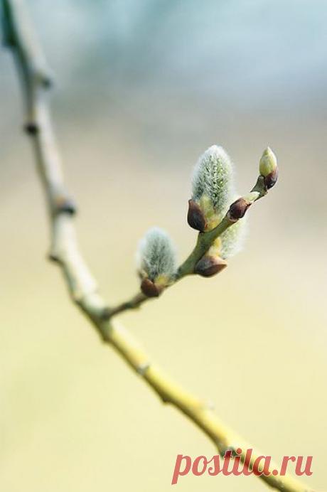 Найдено на сайте pasteldelight11.tumblr.com.