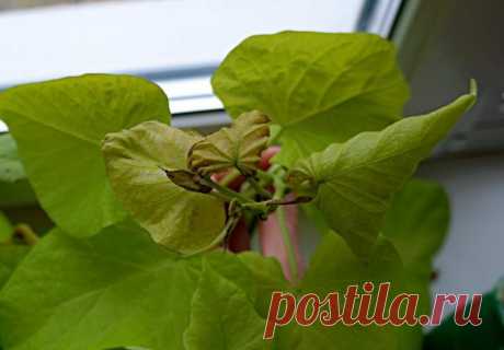 Пожелтение и скручивание листьев — начало некроза