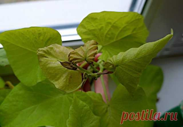 Пожелтение и скручивание листьев — начало некроза