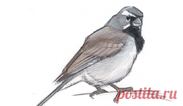 Если увидели перо птицы, лучше подбирайте, а нарисуйте их. Очень интересно определять, какой птице принадлежит незнакомое перо.