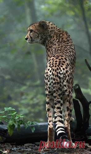 Гепард (Acinonyx jubatus)