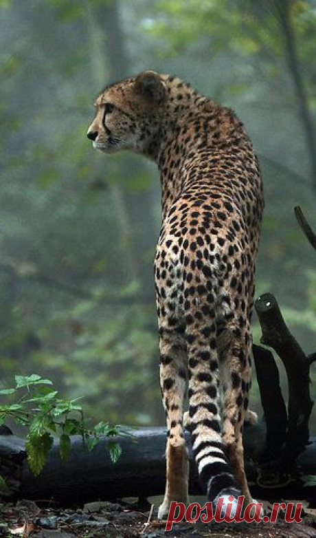 Гепард (Acinonyx jubatus)