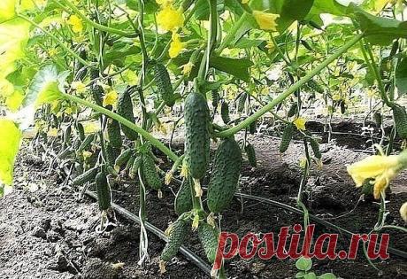 Огурцы умеют говорить. Особенно о том, чего они хотят. Вот, в кратце:

Чтобы всегда собирать ровные и красивые зеленцы, неплохо бы научиться понимать простой и доходчивый язык огуречных растений. Я изучил знаки, которые они подают, когда им чего-нибудь не хватает. Вот мои выводы.

Если огурцы растут сочными и ровными, значит, им комфортно, все их устраивает.

Кривой и кособокий плод «упрекает» в том, что вы пропустили срок полива. Если не можете поить лианы регулярно, поло...