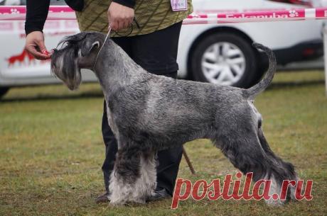 (10) Michaela Zubrická Fabrizio Gloria Leones
