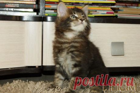 Cleo Forest 1,5 месяца — Питомник Мейн-кунов &quot;Lilium&quot;