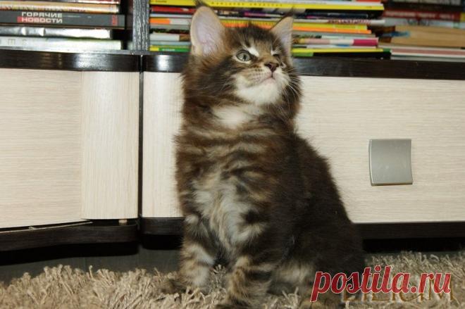 Cleo Forest 1,5 месяца — Питомник Мейн-кунов "Lilium"