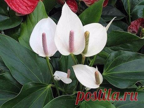 Спатифиллум - женское счастье

Существуют такие комнатные цветы, которые есть практически в каждом доме. Но многие даже не знают как они называются, не говоря уже, как правильно ухаживать. Мне кажется, что со спатифиллумом, именно такая история. Бытует мнение, что этот цветок приносит своей хозяйке женское счастье.

Считается, если незамужней девушке или женщине подарить спатифиллум, то в скором времени она устроит свою личную жизнь. А если преподнести подарок замужней дам...