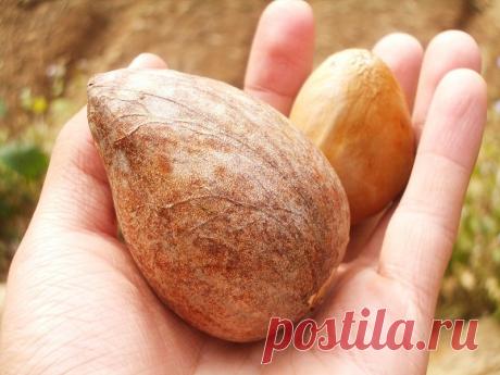 Всього 1 кісточка, і нирки вільні від каменів! Старовинний індійський рецепт | ОТОЖ