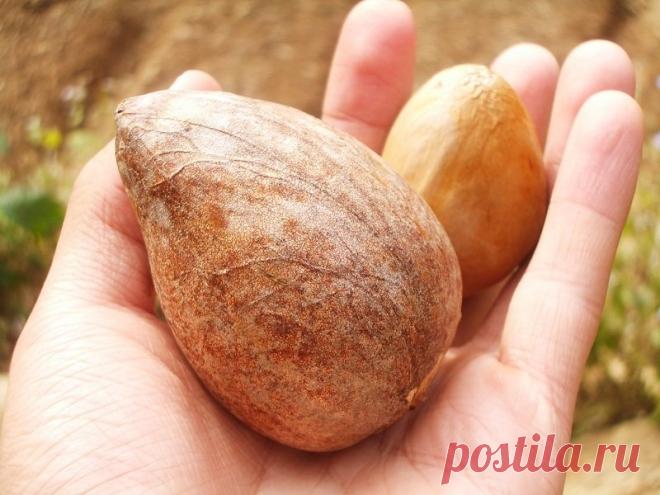 Всього 1 кісточка, і нирки вільні від каменів! Старовинний індійський рецепт | ОТОЖ