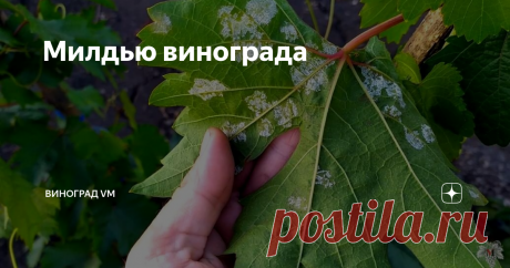 Милдью винограда В продолжение темы болезней винограда и проведённого мною ранее эксперимента, суть которого заключалась в выращивании винограда практически без обработок, я расскажу Вам о болезни винограда под названием Милдью.
Эта информация будет особенно актуально для тех людей, которые только начинают свой путь в виноградарстве.
На фотографиях к этому выпуску Вы можете видеть классическое проявление болезни.