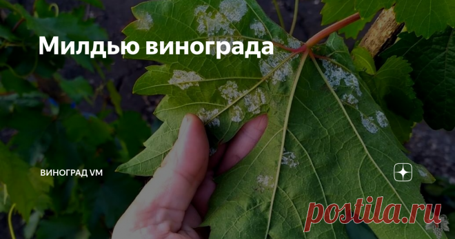 Милдью винограда В продолжение темы болезней винограда и проведённого мною ранее эксперимента, суть которого заключалась в выращивании винограда практически без обработок, я расскажу Вам о болезни винограда под названием Милдью.
Эта информация будет особенно актуально для тех людей, которые только начинают свой путь в виноградарстве.
На фотографиях к этому выпуску Вы можете видеть классическое проявление болезни.