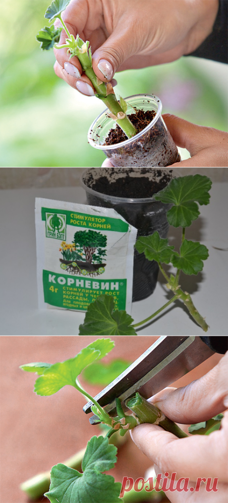 Черенкование герани |