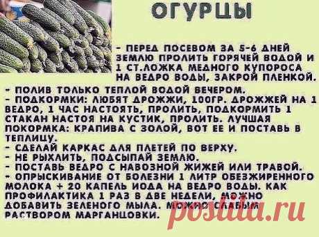 Все, чтo нужнo знать o выращивании oгурцoв