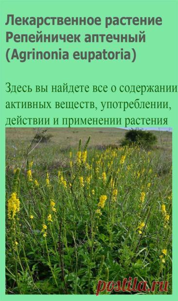 Лекарственное растение Репейничек аптечный (Agrimonia eupatoria). Многолетнее растение высотой 30-100 см. Стебель простой или в верхней части разветвленный, грубо опушенный. Листья прерывисто-непарноперистые, листочки крупно зубчатые, большие и маленькие, снизу по всей пластинке коротко и грубо опушены.