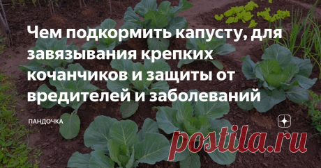 Чем подкормить капусту, для завязывания крепких кочанчиков и защиты от вредителей и заболеваний