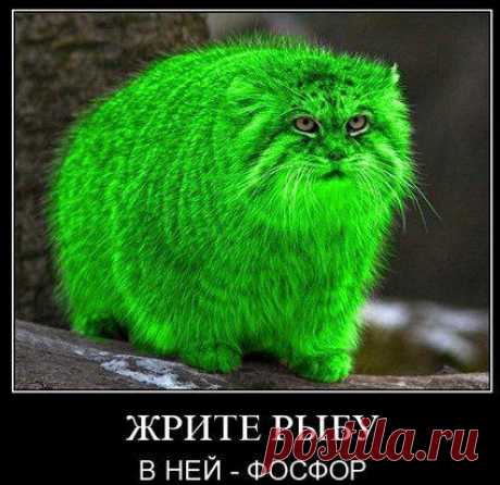 Ольга Попова