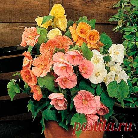 Комнатное растение Абутилон (лат. Abutilon). Это обильно ветвящийся вечнозеленый кустарник называют &quot;комнатным кленом&quot;. На ярком свету и под люминесцентными лампами в комнате он быстро разрастается и непрерывно цветет с ранней весны до осени. Абутилон прекрасно подходит для озеленения помещений. Его нередко выращивают как ампельное растение.