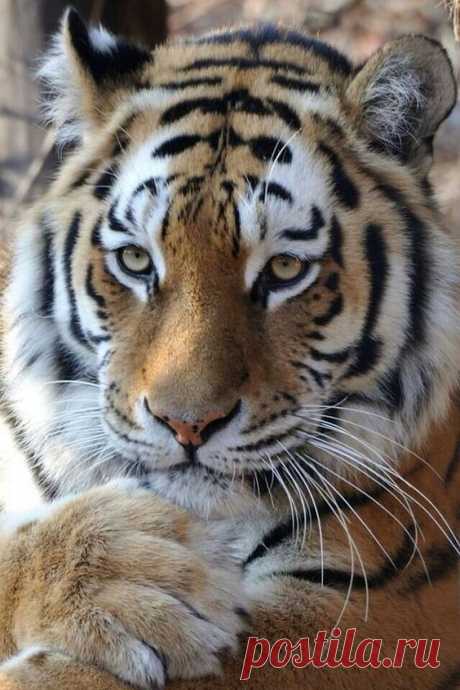 (9) Pinterest