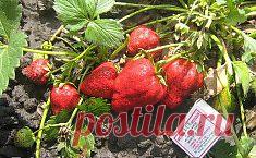 Секреты земляничной грядки. Сохраните любой пост с сайта 7dach.ru в Постиле и выиграйте призы от интернет-магазина Клуб Красоты. Чем больше постов - тем выше шансы. Розыгрыш состоится в понедельник, 30 января. В акции участвуют все посты, которые содержат этот текст или фото призов!