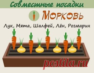 Взаимовыгодное соседство овощей