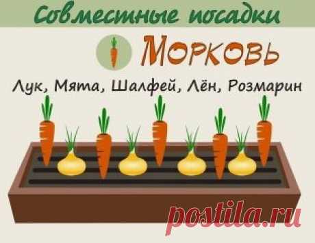 Взаимовыгодное соседство овощей