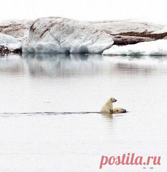 Твиттер