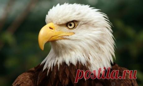 10 удивительных качеств животных, в которых они превзошли человека | Чёрт побери В целом людей можно считать самыми умными, сильными и преуспевающими существами на планете. Но невозможно быть самыми лучшими абсолютно во всём. Разные виды животных, живущих на нашей планете, приобрели много способностей, которые позволяют им жить и развиваться в различных условиях. 10. Сила Люди считают себя самыми сильными. Но, какой бы ни была наша сила, такие крошечные твари, как жуки и м...