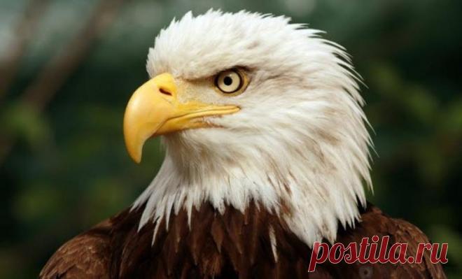 10 удивительных качеств животных, в которых они превзошли человека | Чёрт побери В целом людей можно считать самыми умными, сильными и преуспевающими существами на планете. Но невозможно быть самыми лучшими абсолютно во всём. Разные виды животных, живущих на нашей планете, приобрели много способностей, которые позволяют им жить и развиваться в различных условиях. 10. Сила Люди считают себя самыми сильными. Но, какой бы ни была наша сила, такие крошечные твари, как жуки и м...