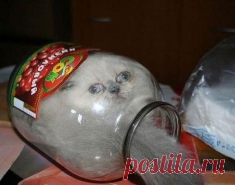 Без кота жизнь не та!
Делитесь фото своих питомцев