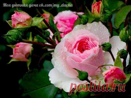 ЗАКАЛИВАНИЕ РОЗ: 6 ПОЛЕЗНЫХ СОВЕТОВ