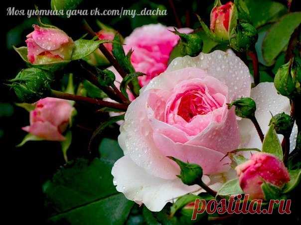 ЗАКАЛИВАНИЕ РОЗ: 6 ПОЛЕЗНЫХ СОВЕТОВ