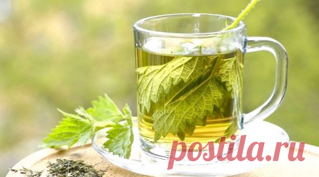 Крапива - рецепты, лечение:Herb-Еco
Из корней крапивы тоже готовят лечебные снадобья, которые применяют при заболеваниях печени, легких, нарушении пищеварения, в качестве мочегонного средства, при диспепсии и хронических запорах. В старинных травниках встречаются рекомендации по применению отвара корней крапивы при астме, раке, камнях в почках, заболевании предстательной железы, для спринцевания при белях у женщин.