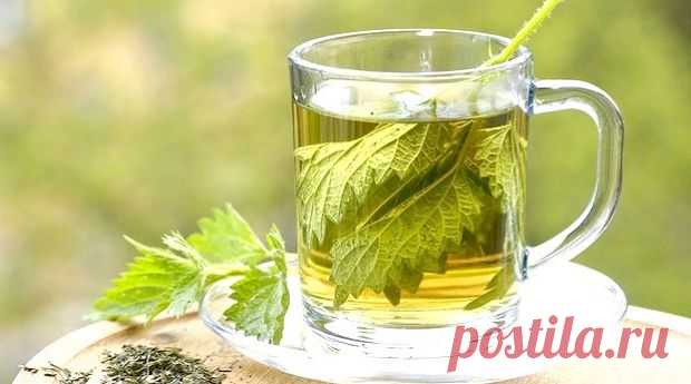 Крапива - рецепты, лечение:Herb-Еco
Из корней крапивы тоже готовят лечебные снадобья, которые применяют при заболеваниях печени, легких, нарушении пищеварения, в качестве мочегонного средства, при диспепсии и хронических запорах. В старинных травниках встречаются рекомендации по применению отвара корней крапивы при астме, раке, камнях в почках, заболевании предстательной железы, для спринцевания при белях у женщин.
