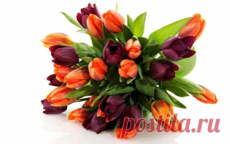 тюльпанчики