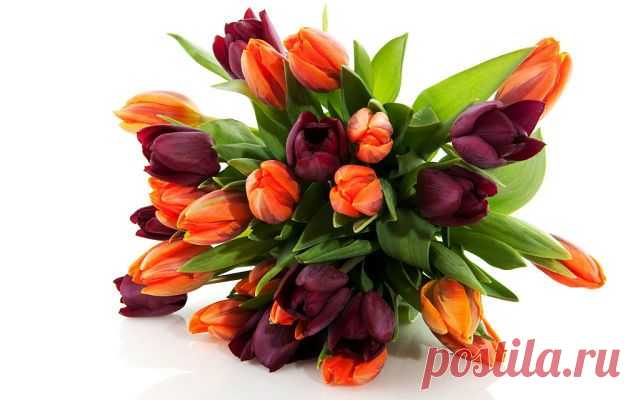 тюльпанчики