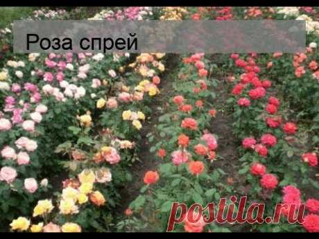 Роза спрей - YouTube