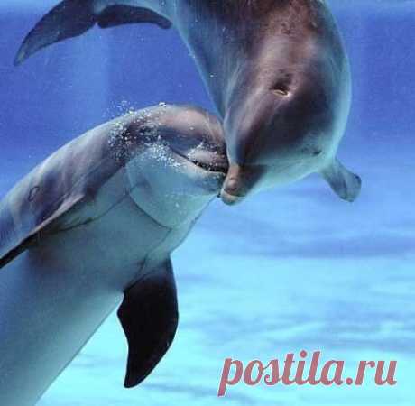 (7) Одноклассники
