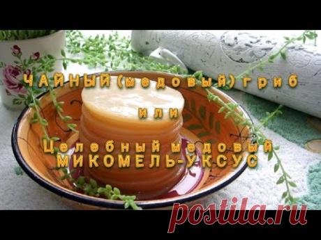 ЧАЙНЫЙ ГРИБ в домашних условиях. Чем является чайный гриб и его польза.