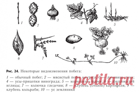 НЕКОТОРЫЕ ВИДОИЗМЕНЕНИЯ ПОБЕГА