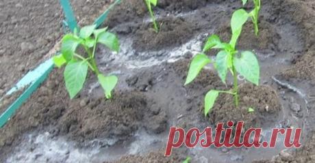 Подкормка золой огурцов, помидоров и перца – одно из самых простых удобрений | Летний досуг | Яндекс Дзен