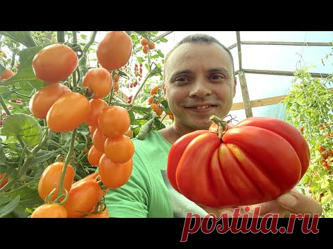 ПОЛНАЯ, ПОЭТАПНАЯ ИНСТРУКЦИЯ ПО ВЫРАЩИВАНИЮ ТОМАТОВ БЕЗ ХИМИИ