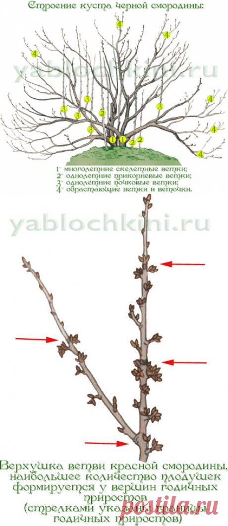 Обрезка красной и черной смородины