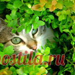 Реглан без расчётов