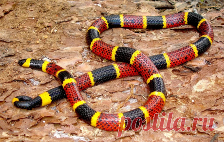 Самые смертоносные змеи в мире | Путешествия, туризм, наука | Яндекс Дзен